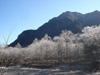 樹氷